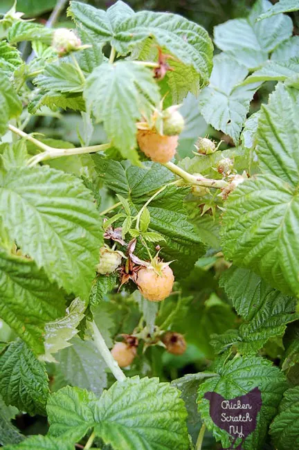 fall gold raspberry canes with ripe raspberries and unripened fruit 