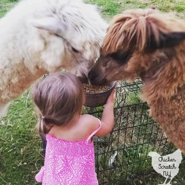 little girl feeding white and brown alpacas from black bowl