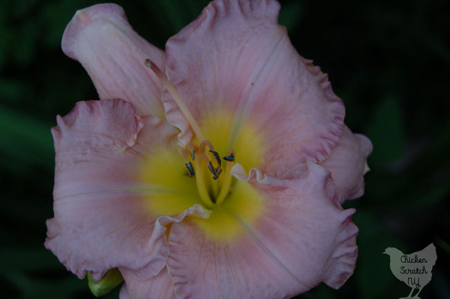 Growing daylilies is a great choice for a beginner gardener. If you're looking for a simple and cheap way to fill a large space with gorgeous plants you really need to plant a daylily garden