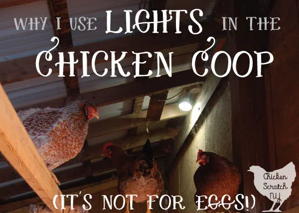 I will always use lights in the chicken coop and it has nothing to do with eggs! Northern winters are cold, dark, and miserable. Find out why and how I use lights in the coop for healthier birds all winter long