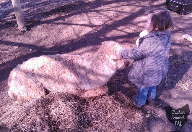 sick alpaca with little girl in black and white coat 