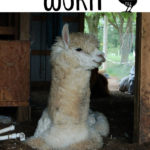 white alpaca laying down with text overlay meningeal worm infection