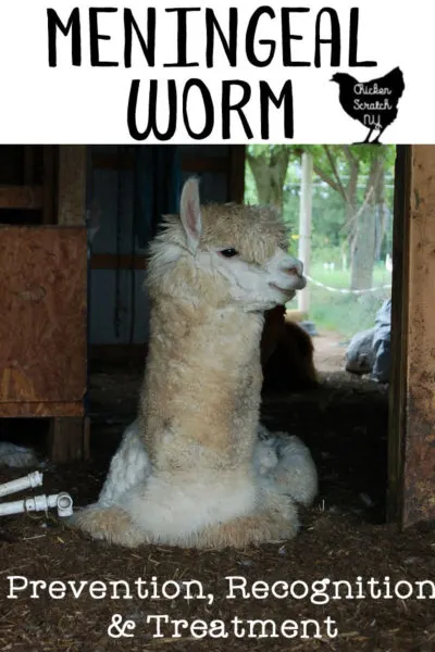 white alpaca laying down with text overlay meningeal worm infection