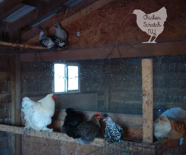 I will always use lights in the chicken coop and it has nothing to do with eggs! Northern winters are cold, dark, and miserable. Find out why and how I use lights in the coop for healthier birds all winter long