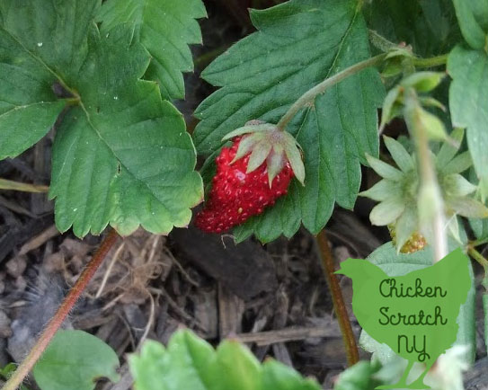 Add some charm to your garden with Alpine Strawberries. They're a true perennial you can grow from seed and get berries your first year! 