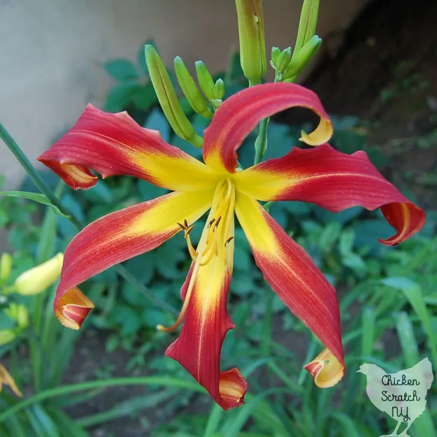 Growing daylilies is a great choice for a beginner gardener. If you're looking for a simple and cheap way to fill a large space with gorgeous plants you really need to plant a daylily garden