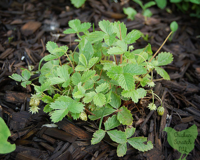 Add some charm to your garden with Alpine Strawberries. They're a true perennial you can grow from seed and get berries your first year! 