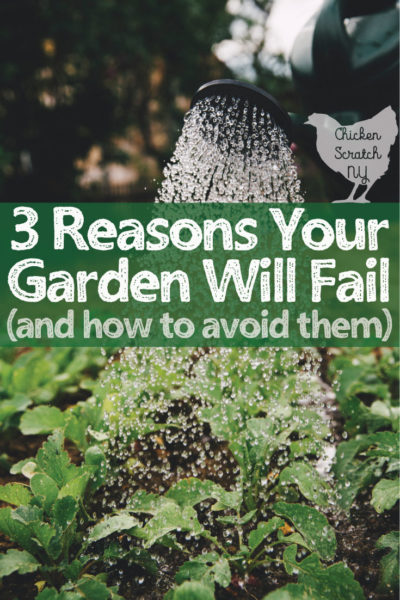 3 Reasons Your Vegetable Garden Will Fail How To Avoid Them