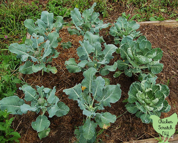 broccoli plants in raised bed mulched with straw