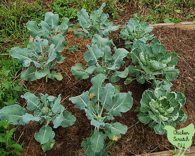 broccoli plants in a garden bed
