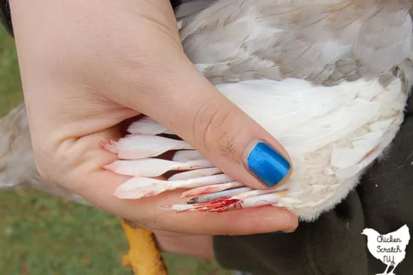 removing broken blood feather