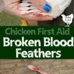 pulled blood feathers broken wing feathers
