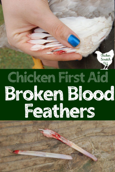 pulled blood feathers broken wing feathers