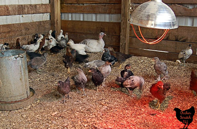 juvenile chickens in enclosure with heat lamp