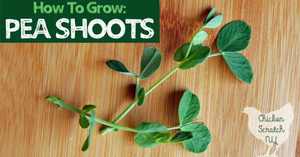 pea shoots on a wooden cutting board