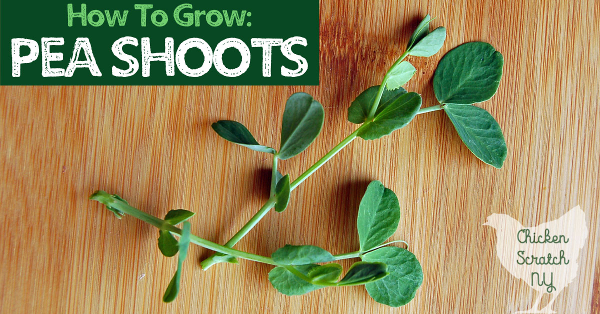 Growing Pea Shoots for a Quick, Healthy & Tasty Snack