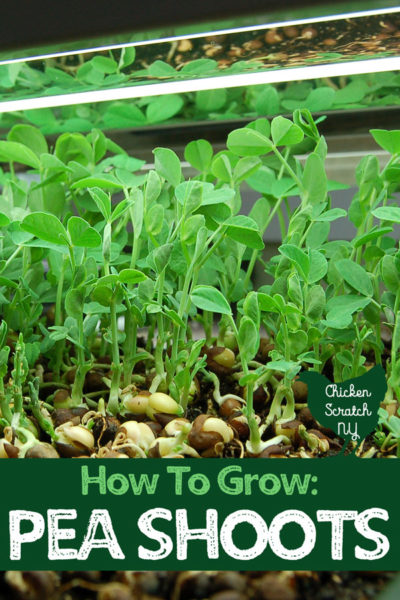 pea shoots under grow light in black tray with text overlay How to grow pea shoots