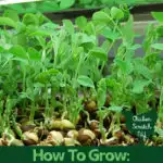 pea shoots under grow light in black tray with text overlay How to grow pea shoots