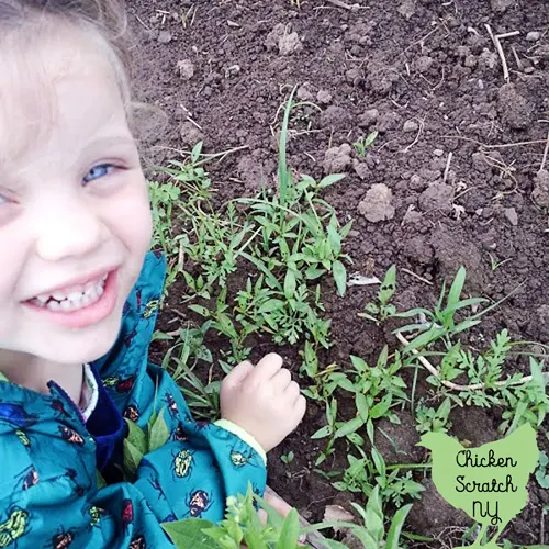 little girl in vegetable garden with frog