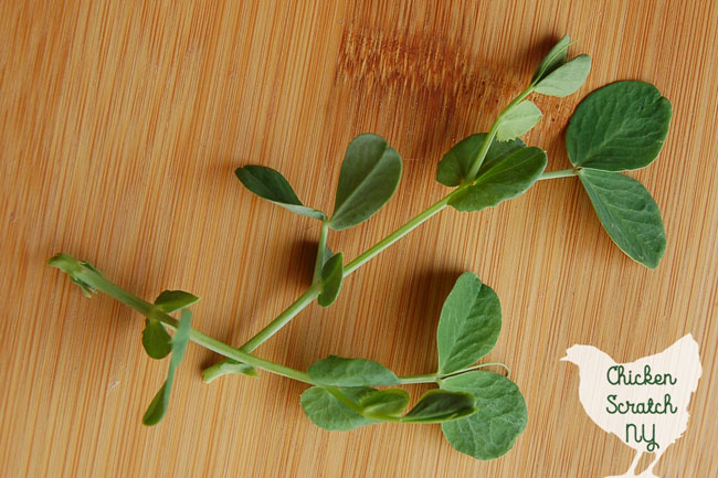 peas shoots on wooden cutting board