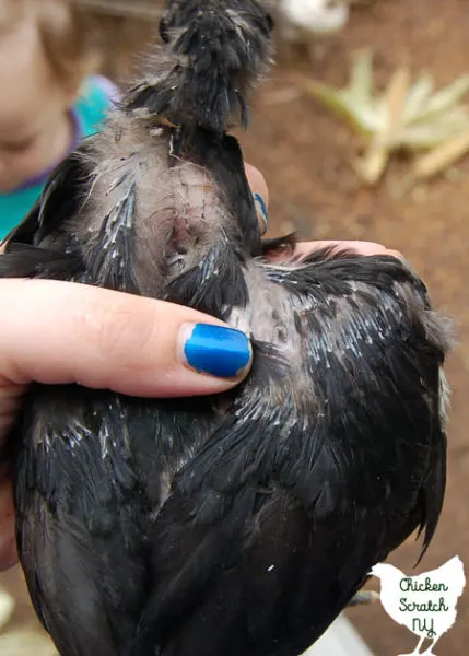 cockerel/rooster tail feathers still in casing, and leg colour