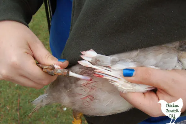 broken blood feather removal