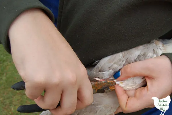 removing broken blood feather