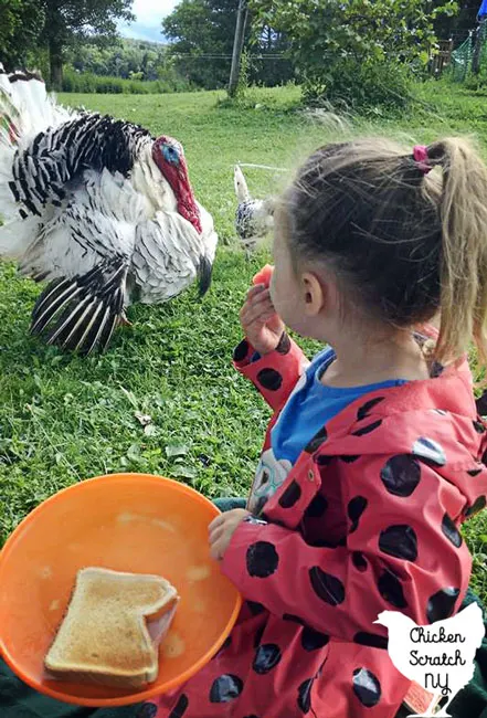 royal palm turkey behind little girl in ladybug raincoat holding orange plate with ham sandwich 