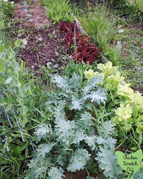 kale, three types of lettuce and peas in the spring garden