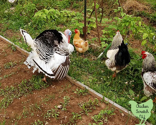 royal palm turkey, buff orpington hen and two brahma roosters standing in a vegetable garden