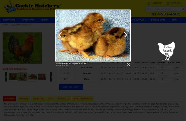 three welsummer chicken chicks