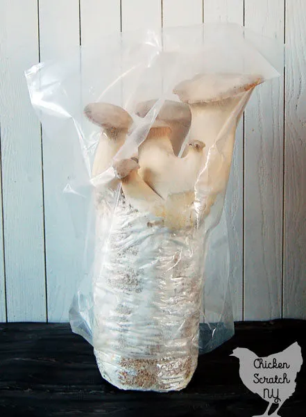 king oyster mushroom kit