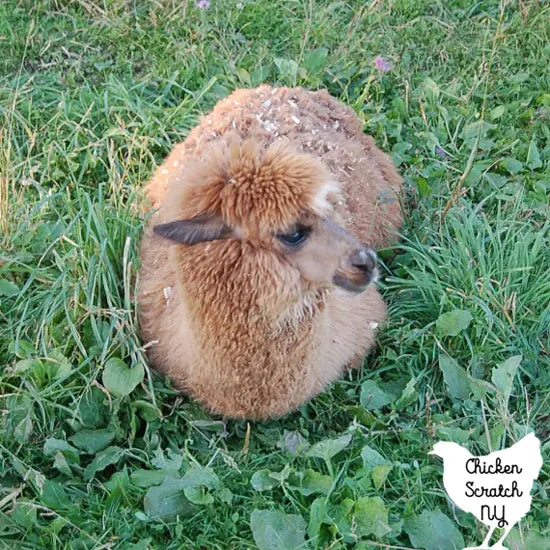 alpaca laying in a field