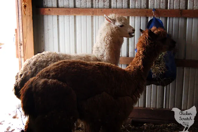 two alpacas eating hay