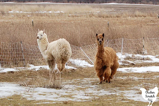 brown and white alpacas on winter pasture