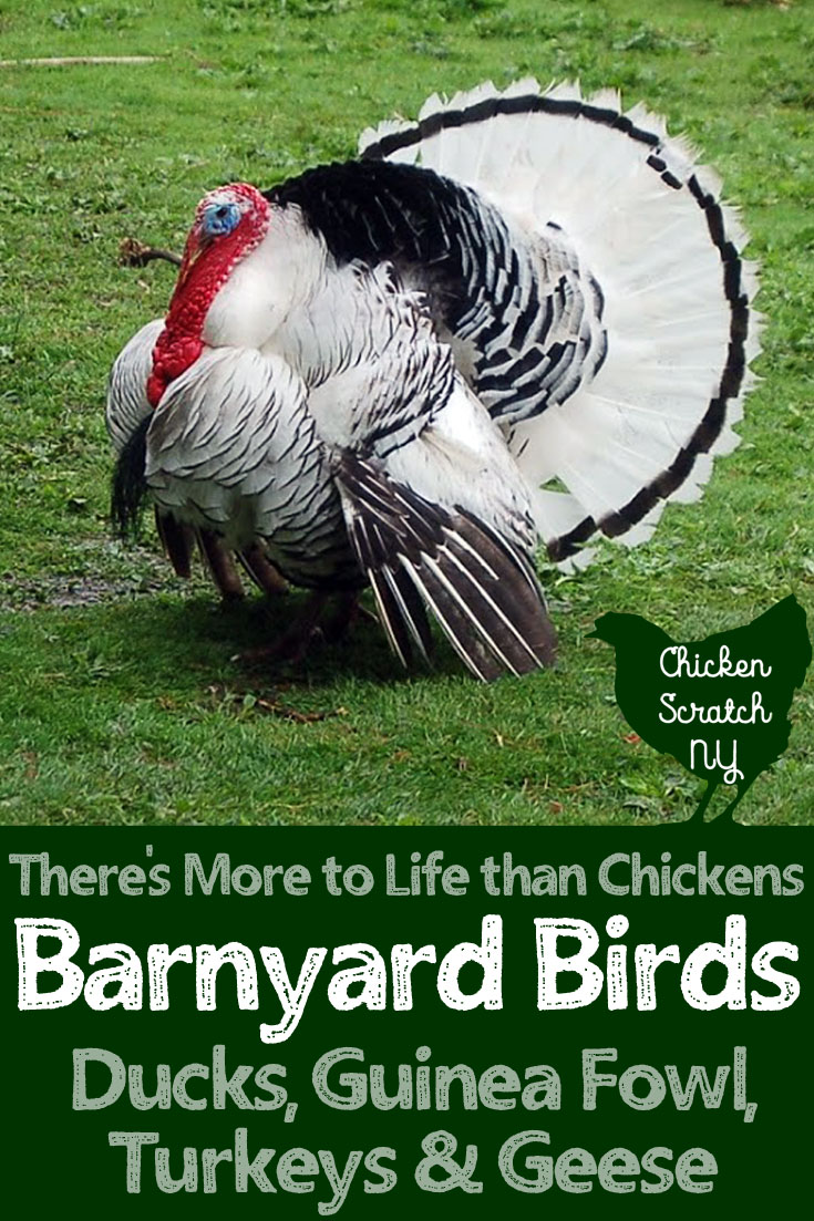 Barnyard Birds - Theres More to Life than Chickens