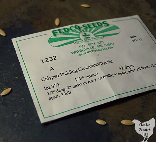 hybrid cucumber seeds on a slate tile