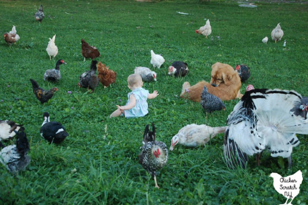 Golden retriever and clearance chickens