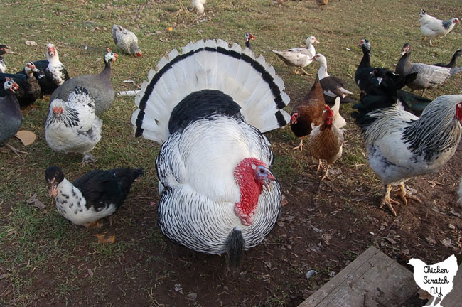 mixed flock of chickens, ducks, guinea hens and a turkey in a field
