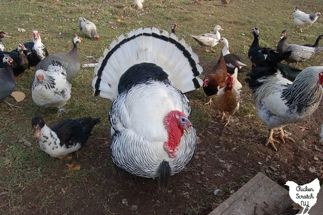 Deep Litter - The Best Method For A Duck And Chicken Run - Life Is Just  Ducky