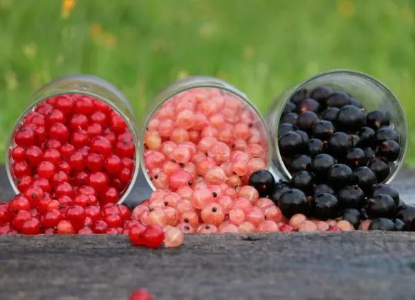 red pink and black currants