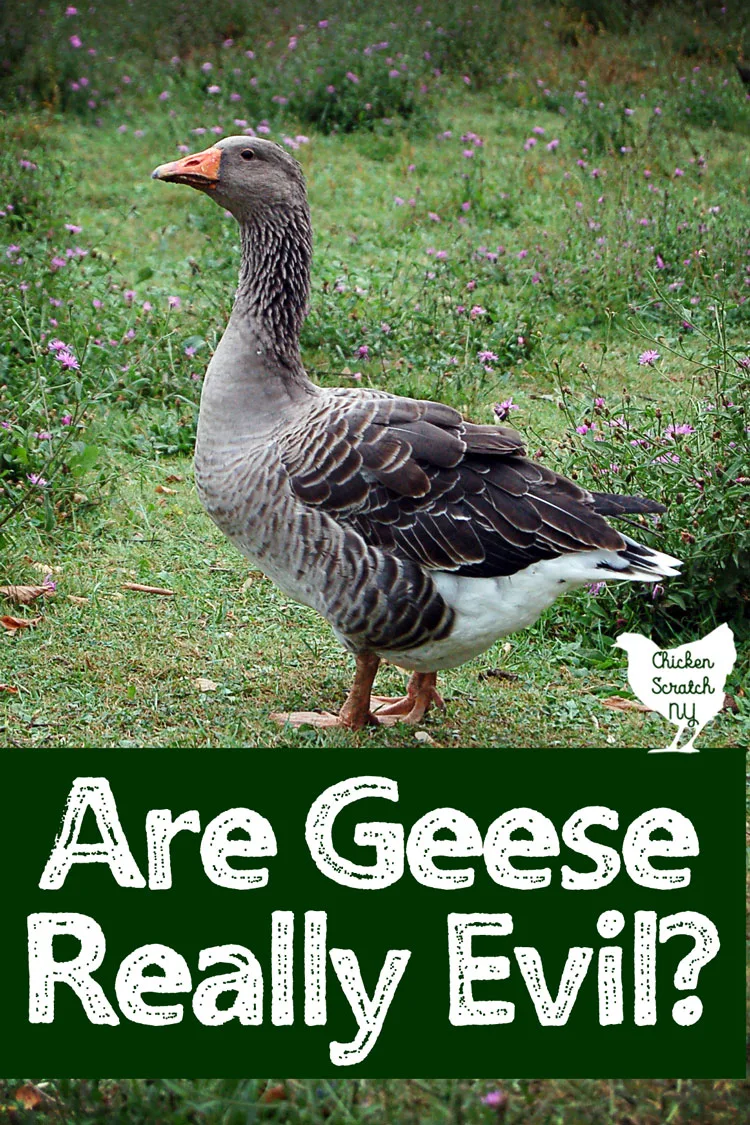 5 Things To Know Before You Get Geese