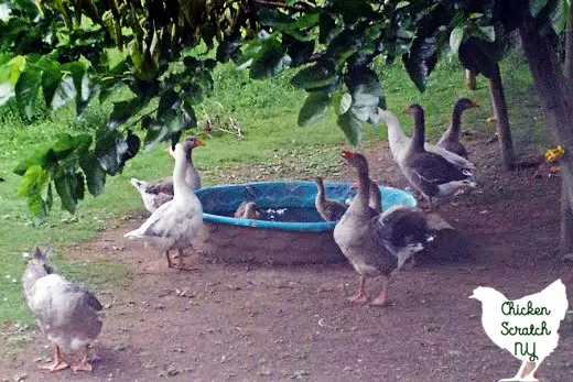 goslings swimming in a pool surrounded by adult geese