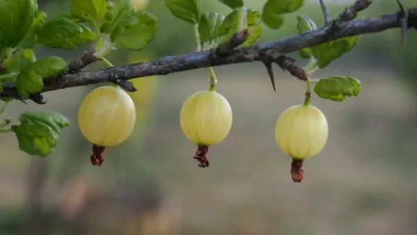 gooseberries on branch