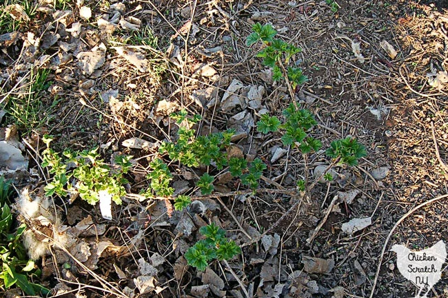 pruned gooseberry bush