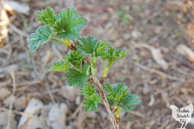 gooseberry flower