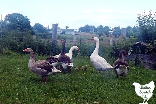 two goslings surrounded by adult geese