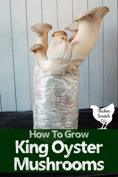 Grow King Oyster Mushrooms at home to satisfy curiosity, fill your belly and get your gardening fix. Mushroom kits are easy to find and an easy introduction to growing your own mushrooms