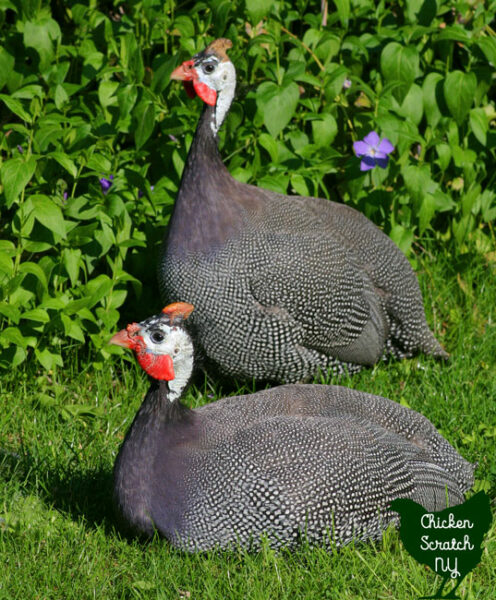 two adult guinea fowl