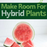 seedless watermelon with text overlay "make room for hybrid plants"